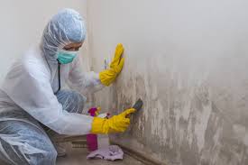 Best Industrial Mold Remediation in Melville, RI